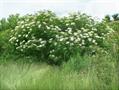 Elder berry,Black elder,European elder,Eueopean black elder berry ,انگور کولی ،خمان کبیر